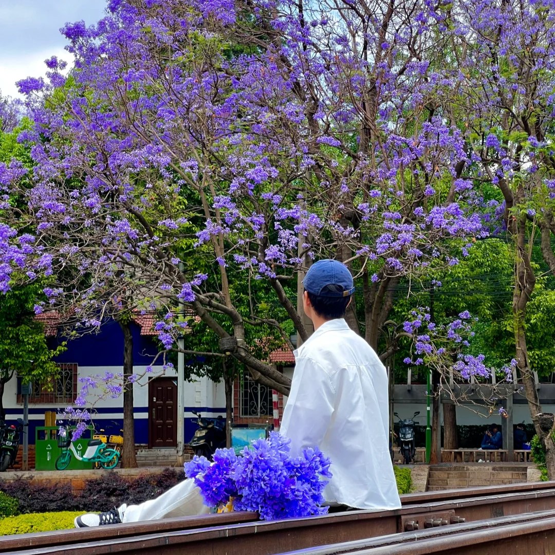 CÔN MINH - MÙA HOA PHƯỢNG TÍM